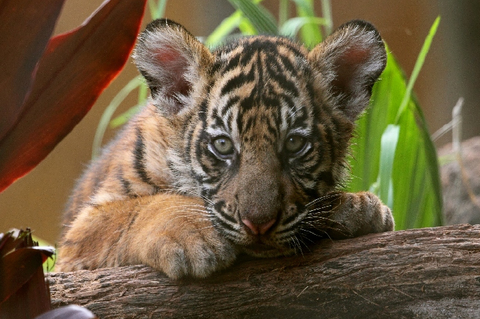 PRW_Explore_HonoluluZoo